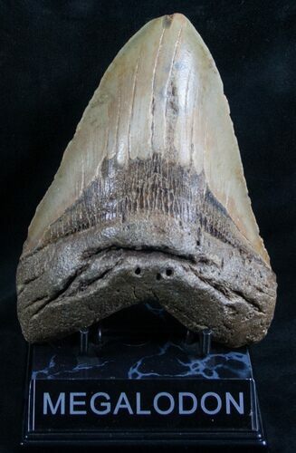 Giant Tan Megalodon Tooth #7818